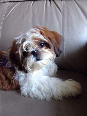 Chocolate and white shih tzu hotsell